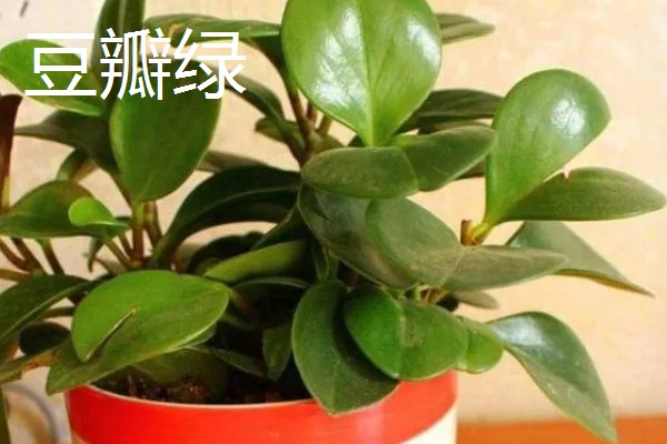 绿植能否除甲醛,可吸收有毒气体净化空气