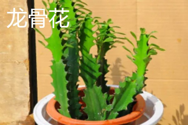 绿植能否除甲醛,可吸收有毒气体净化空气