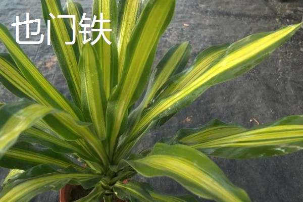 绿植能否除甲醛,可吸收有毒气体净化空气