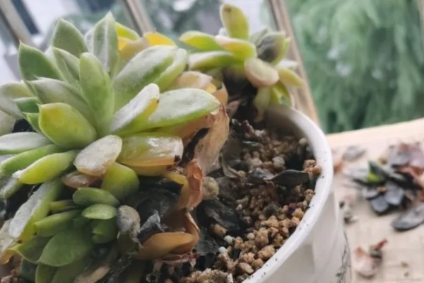 多肉底部叶片变黄枯萎的原因，可能是盆土不当导致