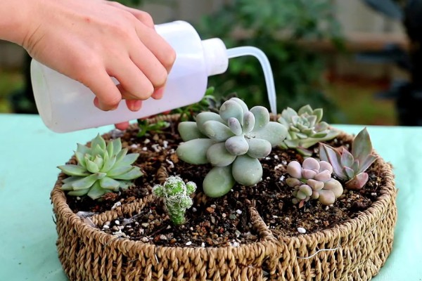 多肉底部叶片变黄枯萎的原因，可能是盆土不当导致