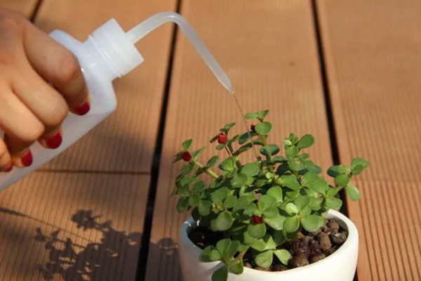 多肉底部叶片变黄枯萎的原因，可能是盆土不当导致