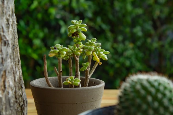 多肉底部叶片变黄枯萎的原因，可能是盆土不当导致