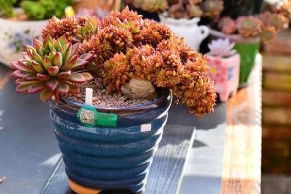 多肉底部叶片变黄枯萎的原因，可能是盆土不当导致