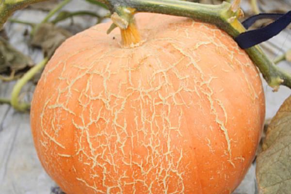 南瓜裂纹的症状，在瓜面上产生纵向、横向或斜向裂口