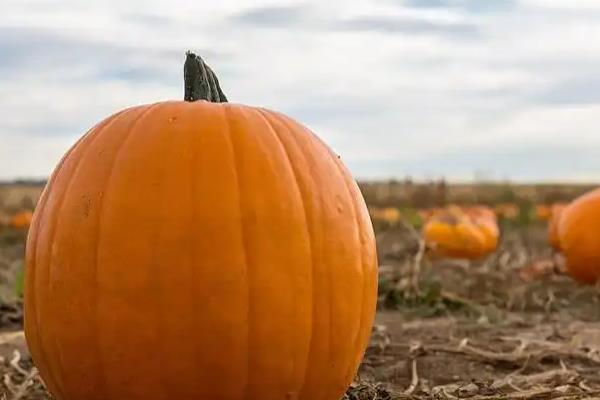 南瓜裂纹的症状，在瓜面上产生纵向、横向或斜向裂口