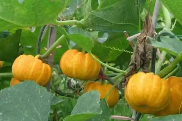 南瓜裂纹的症状，在瓜面上产生纵向、横向或斜向裂口
