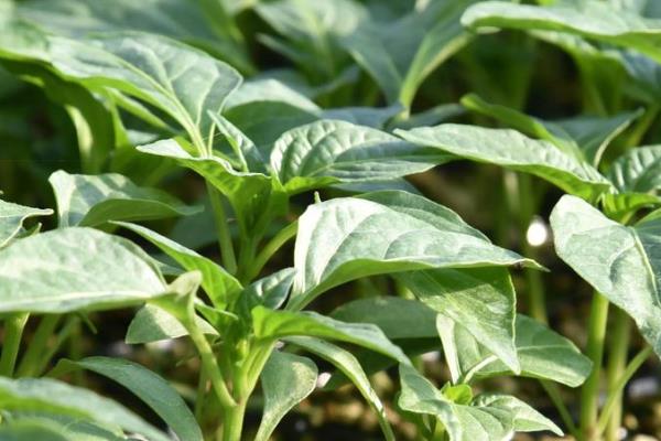 辣椒的高产栽培技术，通常在每年2-3月份播种