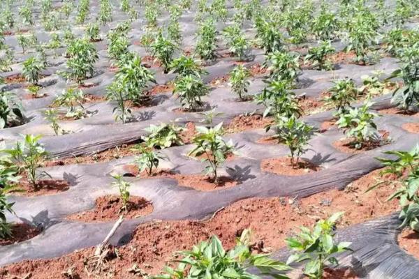 辣椒的高产栽培技术，通常在每年2-3月份播种