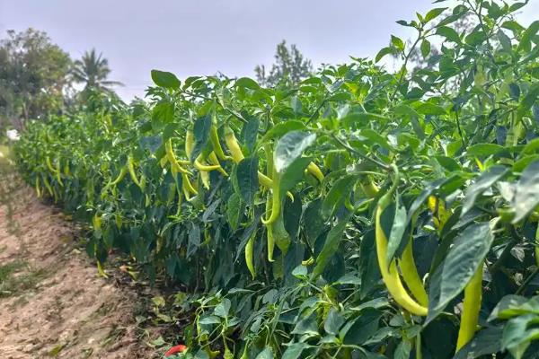 辣椒的高产栽培技术，通常在每年2-3月份播种