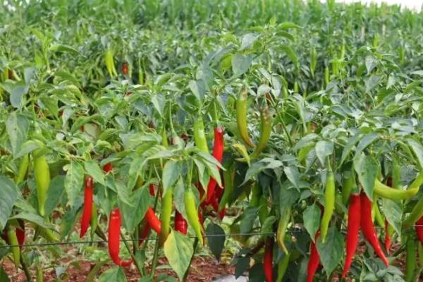辣椒的高产栽培技术，通常在每年2-3月份播种