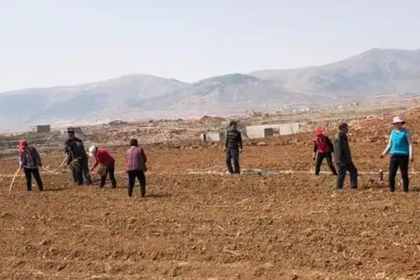 辣椒的高产栽培技术，通常在每年2-3月份播种