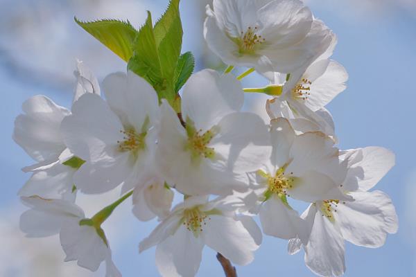 樱花有什么花语，寓意只爱你、纯洁美好、绚烂多彩