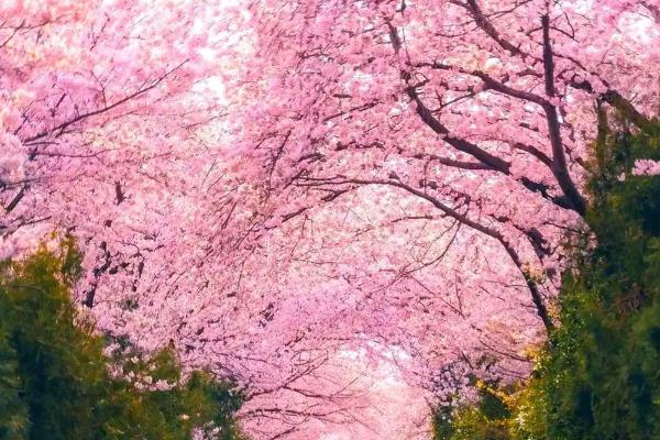 樱花有什么花语，寓意只爱你、纯洁美好、绚烂多彩