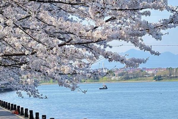 樱花有什么花语，寓意只爱你、纯洁美好、绚烂多彩