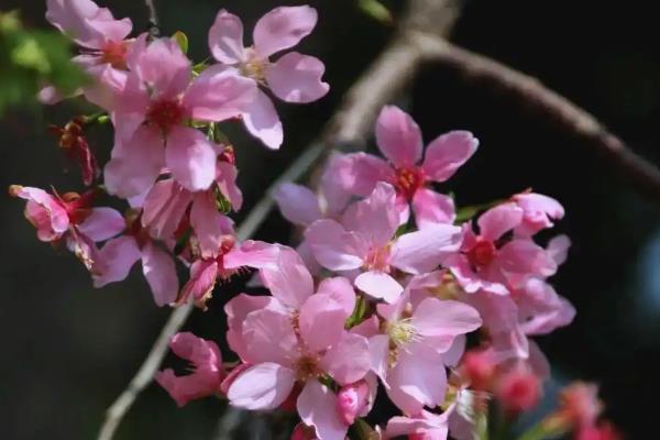 樱花有什么花语，寓意只爱你、纯洁美好、绚烂多彩