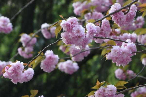 樱花有什么花语，寓意只爱你、纯洁美好、绚烂多彩