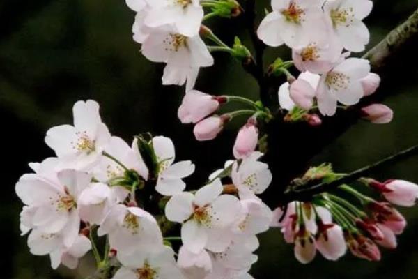 樱花有什么花语，寓意只爱你、纯洁美好、绚烂多彩