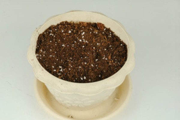 大棚种植多肉可以从哪进货，可以从花卉市场进货