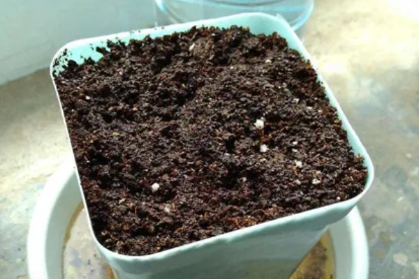 大棚种植多肉可以从哪进货，可以从花卉市场进货