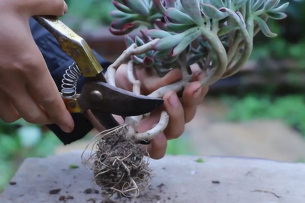 大棚种植多肉可以从哪进货，可以从花卉市场进货