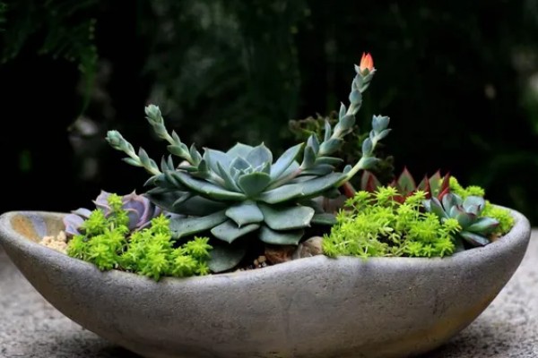 大棚种植多肉可以从哪进货，可以从花卉市场进货