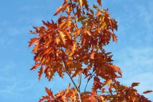 红枫叶子干枯还可以活吗，及时去有效解决是能活的