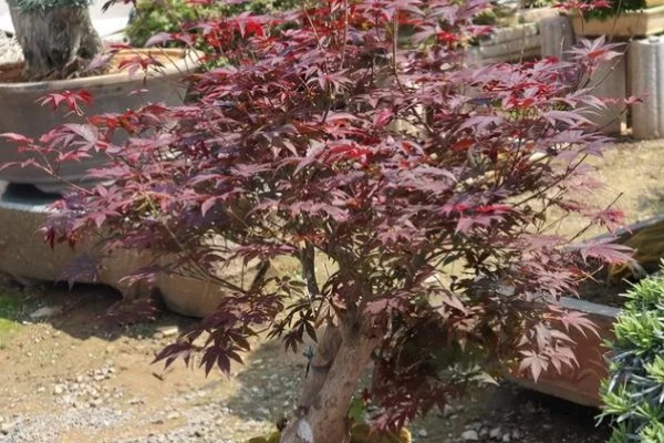 红枫叶子干枯还可以活吗，及时去有效解决是能活的