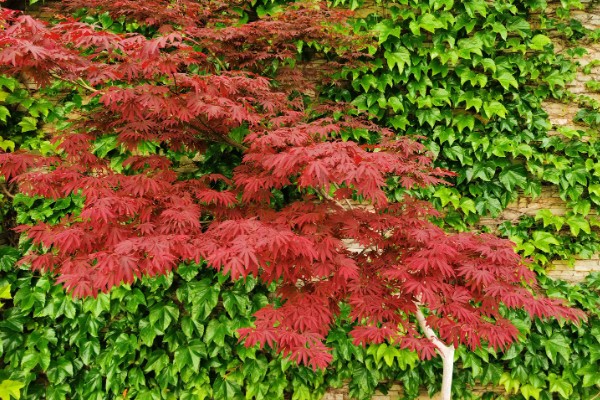 红枫叶子干枯还可以活吗，及时去有效解决是能活的