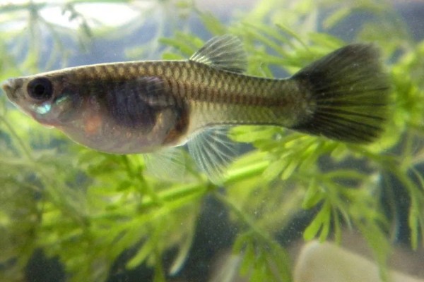 凤尾鱼睡觉后如何养护，不能喂食和打氧