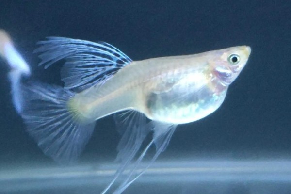 凤尾鱼睡觉后如何养护，不能喂食和打氧