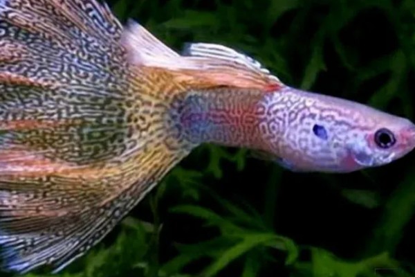 凤尾鱼睡觉后如何养护，不能喂食和打氧