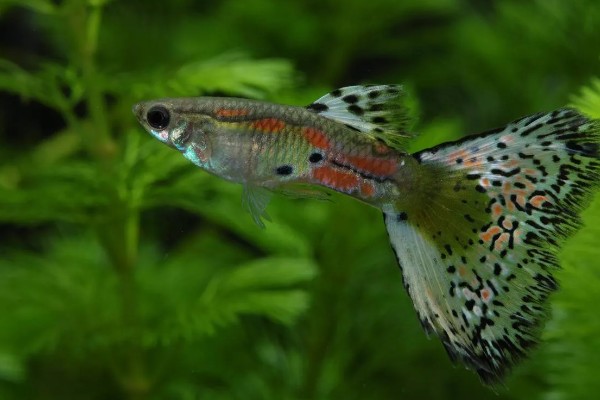 凤尾鱼睡觉后如何养护，不能喂食和打氧