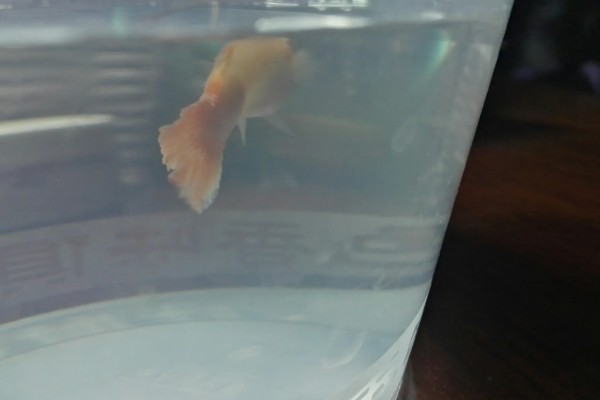 凤尾鱼睡觉后如何养护，不能喂食和打氧