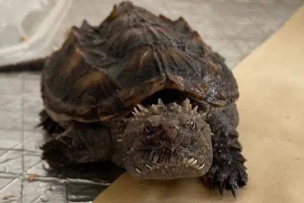 佛鳄龟好养吗，还是比较好养的