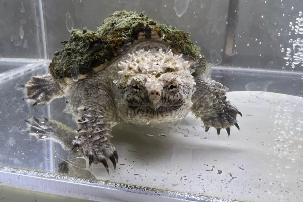 佛鳄龟好养吗，还是比较好养的