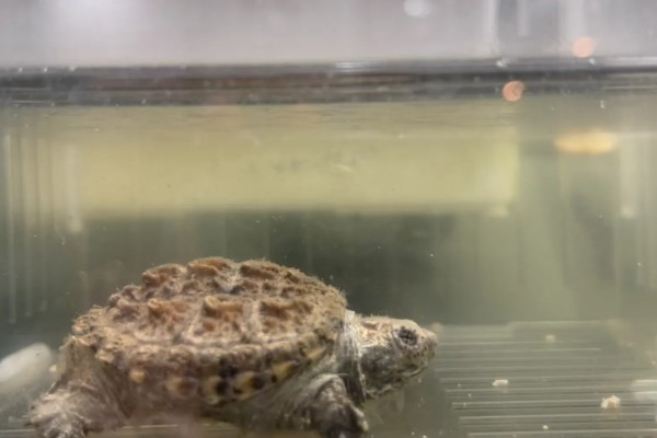 佛鳄龟好养吗，还是比较好养的