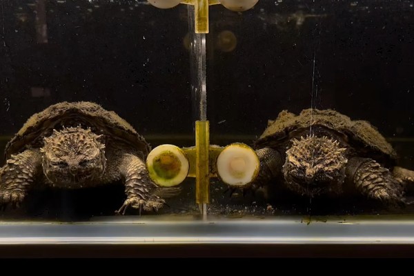 佛鳄龟好养吗，还是比较好养的