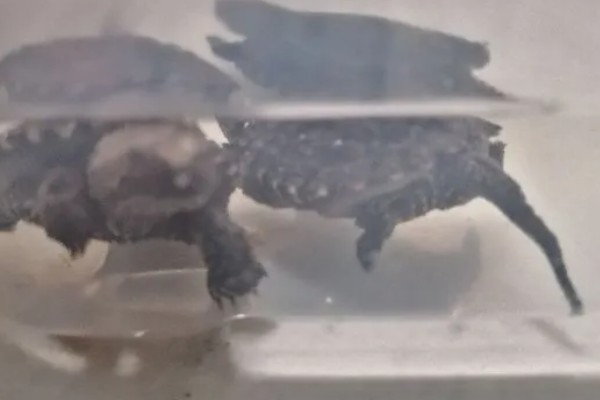 佛鳄龟好养吗，还是比较好养的