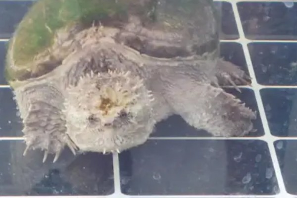 佛鳄龟好养吗，还是比较好养的