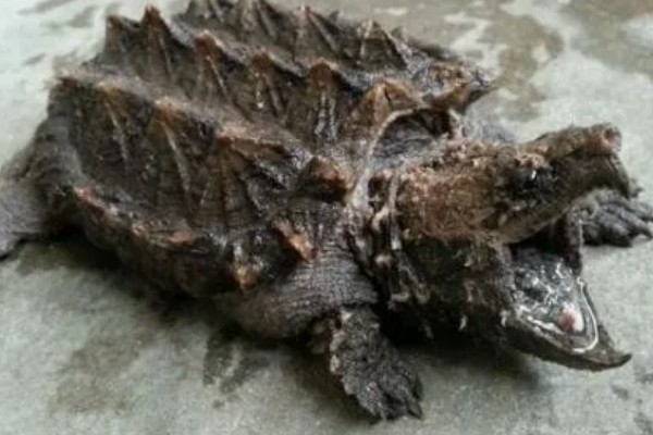 佛鳄龟好养吗，还是比较好养的