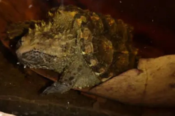 佛鳄龟好养吗，还是比较好养的