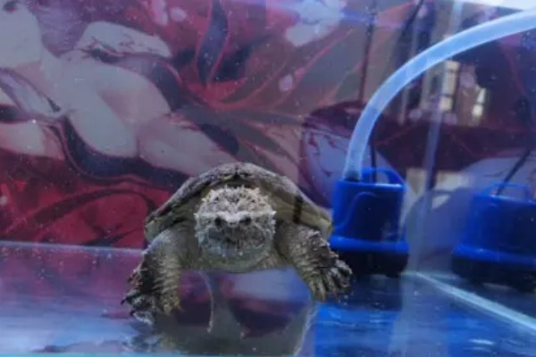 佛鳄龟好养吗，还是比较好养的