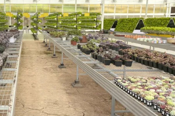 大棚种植多肉可以从哪进货，可以从花卉市场进货