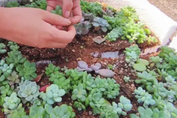 大棚种植多肉可以从哪进货，可以从花卉市场进货