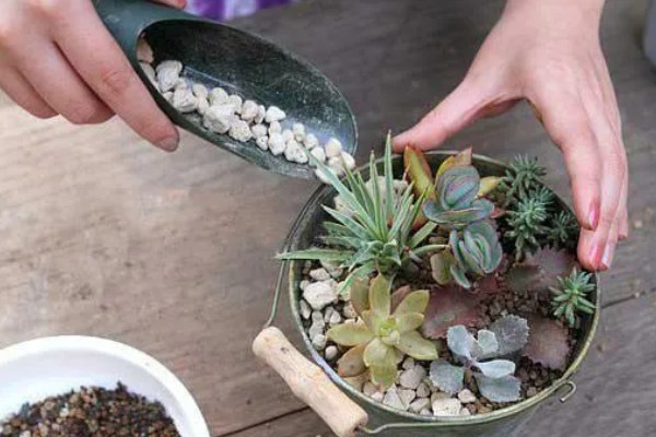 大棚种植多肉可以从哪进货，可以从花卉市场进货