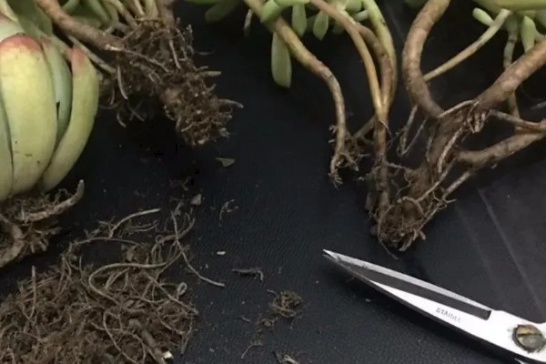 大棚种植多肉可以从哪进货，可以从花卉市场进货