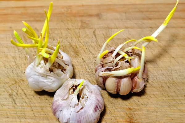 蒜发芽了怎样种盆栽，需要将其掰成独立的瓣块