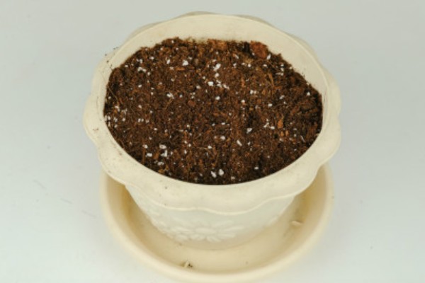 蒜发芽了怎样种盆栽，需要将其掰成独立的瓣块