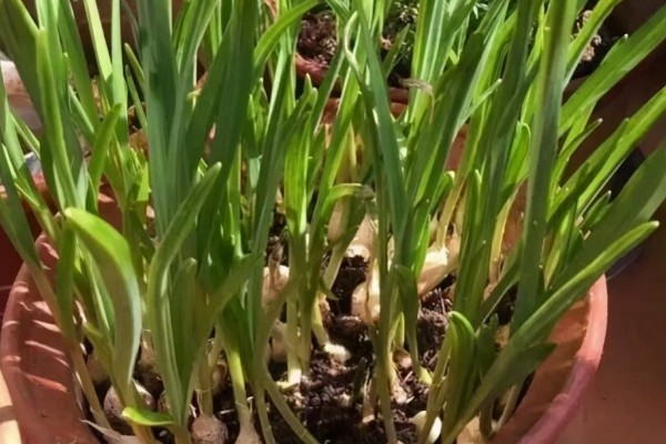蒜发芽了怎样种盆栽，需要将其掰成独立的瓣块